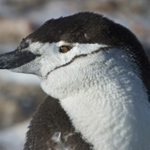 Chinstrap in Antactica