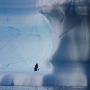 Gentoo on Iceberg in Antactica