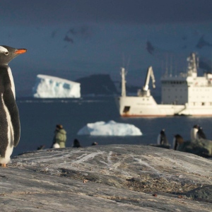 Gentoo in Antactica