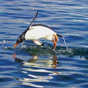 Gentoo Hotdogging in Antactica