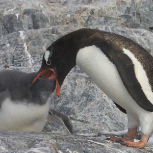 Gentoo feeding in Antactica