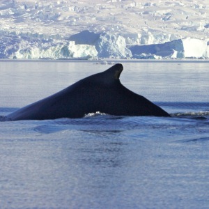 Humpback Hump in Antactica