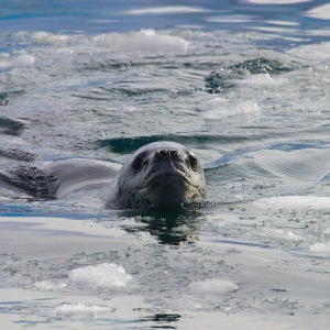Leopard Seal in Antactica