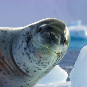 Leopard Seal in Antactica