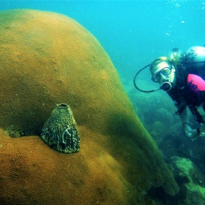 shoultz-scuba-cambodia-reefs-ruins-01