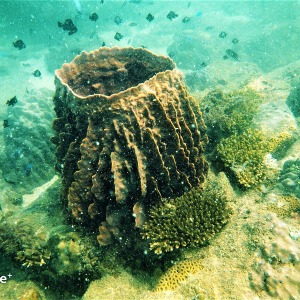 shoultz-scuba-cambodia-reefs-ruins-04
