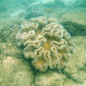 shoultz-scuba-cambodia-reefs-ruins-16