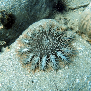 shoultz-scuba-cambodia-reefs-ruins-19