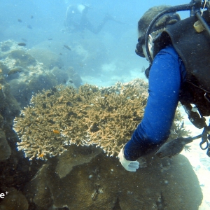 shoultz-scuba-cambodia-reefs-ruins-20