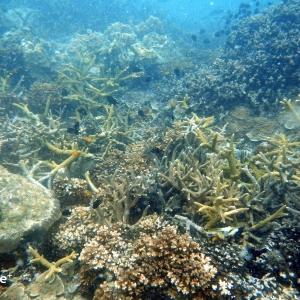 shoultz-scuba-cambodia-reefs-ruins-25