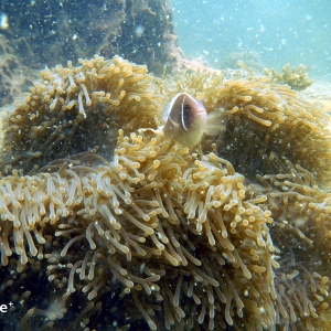 shoultz-scuba-cambodia-reefs-ruins-17