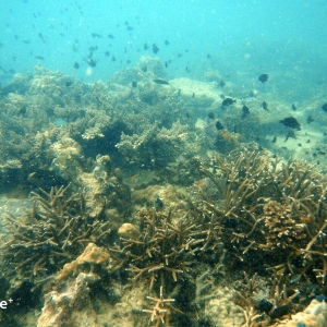 shoultz-scuba-cambodia-reefs-ruins-24