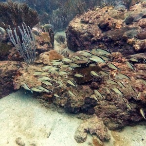 shoultz-scuba-columbia-carribean-reef-trip-15