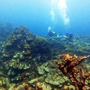 shoultz-scuba-columbia-carribean-reef-trip-17