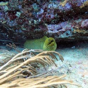 shoultz-scuba-columbia-carribean-reef-trip-19