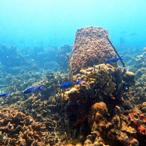 shoultz-scuba-columbia-carribean-reef-trip-2