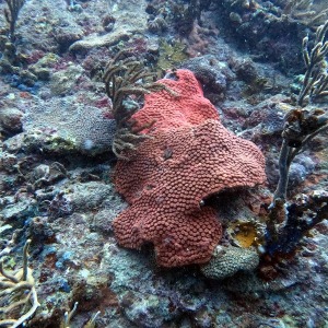 shoultz-scuba-columbia-carribean-reef-trip-22