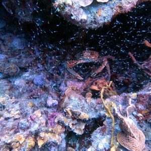 shoultz-scuba-columbia-carribean-reef-trip-23