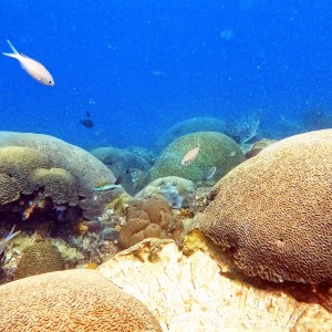 shoultz-scuba-columbia-carribean-reef-trip-3