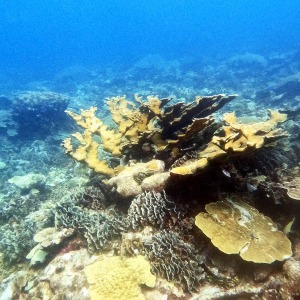shoultz-scuba-columbia-carribean-reef-trip-4