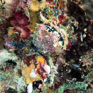 shoultz-scuba-columbia-carribean-reef-trip-7