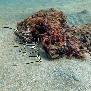 shoultz-scuba-columbia-carribean-reef-trip-8