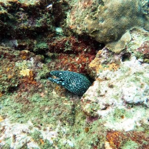 shoultz-scuba-columbia-carribean-reef-trip-18