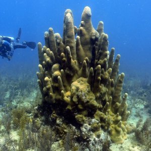 Cuba-Dive-Trip-Dave-Surplus-coral