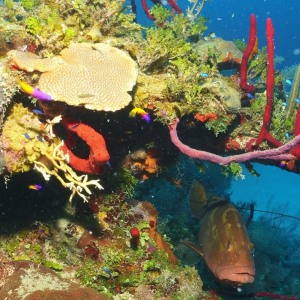 Cuba-Dive-Trip-Dave-Surplus-reef-grouper