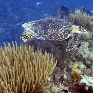 Cuba-Dive-Trip-Dave-Surplus-turtle
