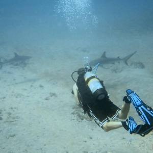 Diver-with-sharks-Jupiter-Florida-Shoultz-SCUBA-8