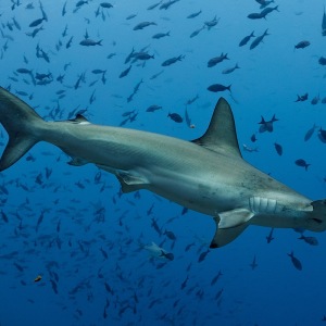 hammerhead-shark-galapagos-shoultz-scuba