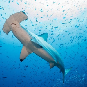 scalloped-hammerhead-shark-galapagos-shoultz-scuba