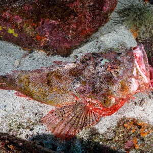scorpionfish-galapagos-shoultz-scuba