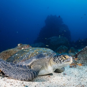 sea-turtle-galapagos-shoultz-scuba