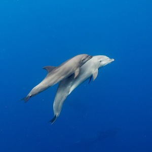 dolphin-galapagos-shoultz-scuba